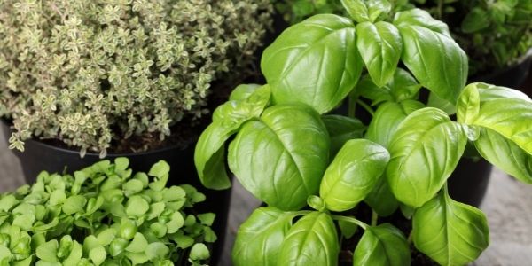 basil and some other herbs