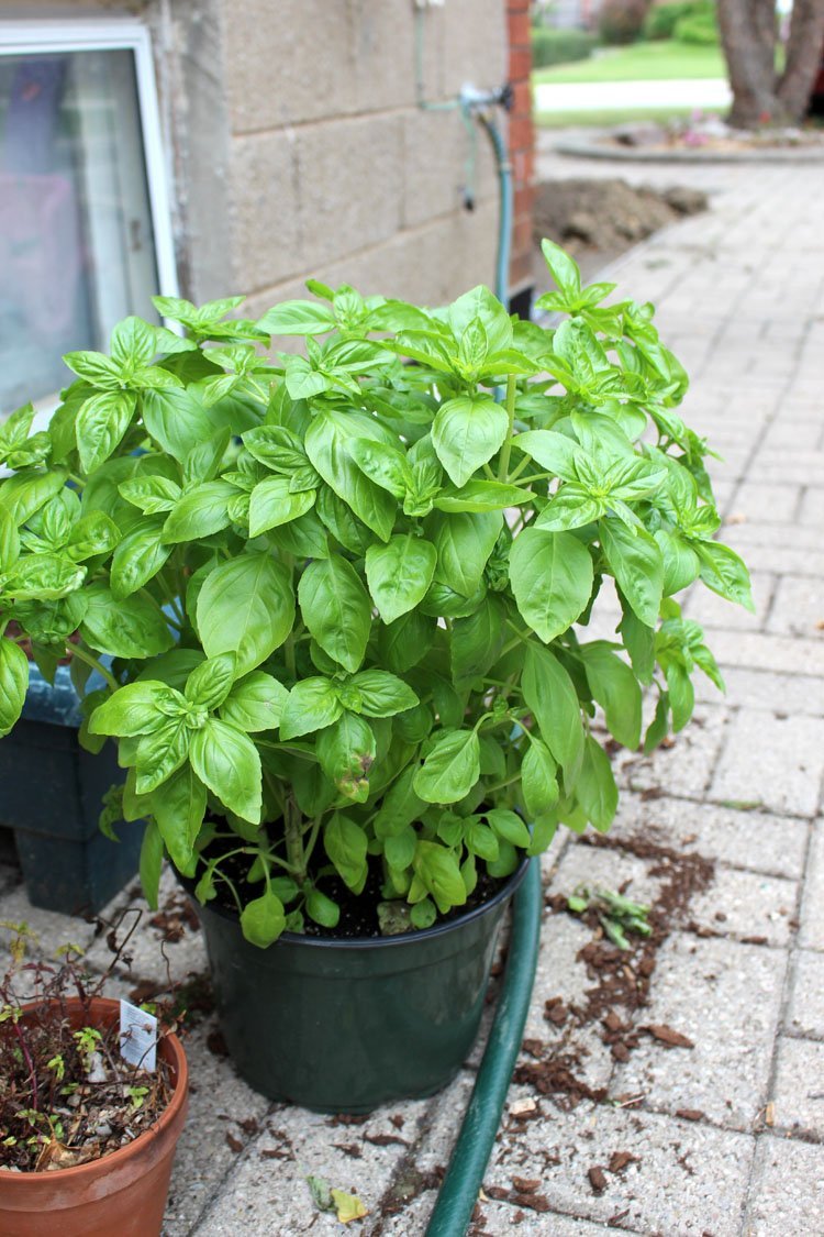 Basil Plant