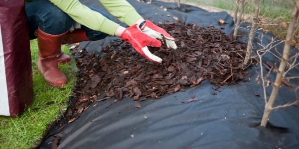 person putting wood chips down in the garden