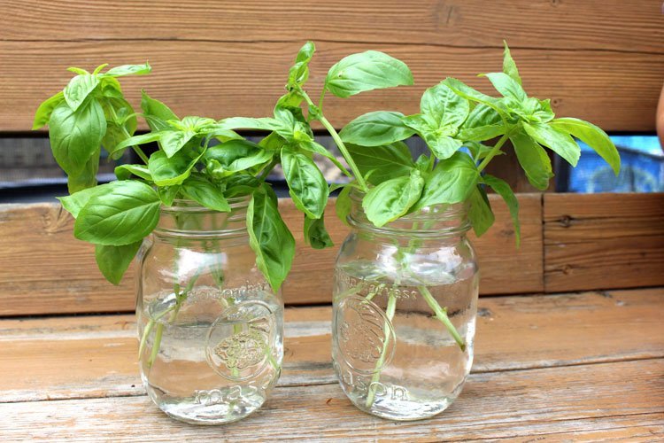Propagate Basil