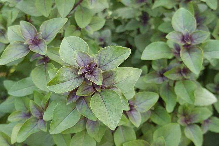 Holy Basil
