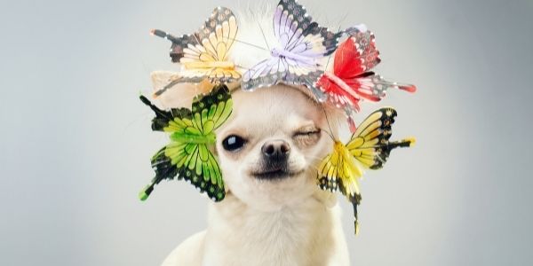 little dog with butterflies around its head