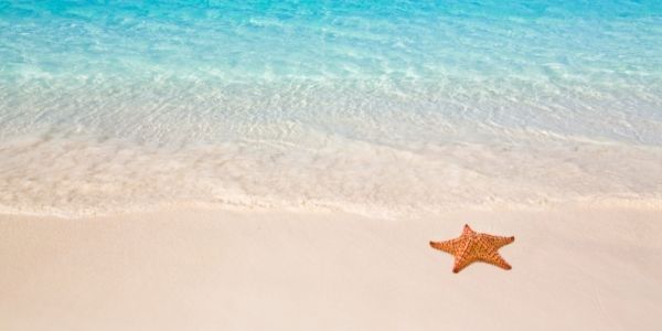 beach with a star fish on the sand