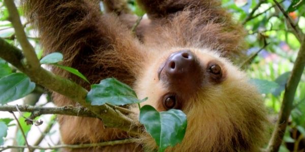a sloth hanging upside down