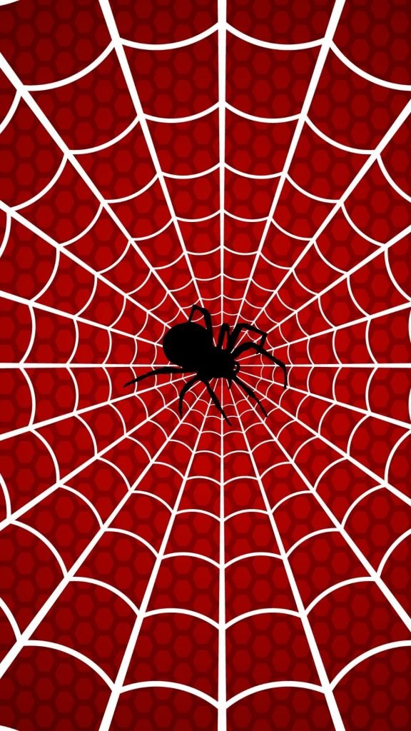 spiderweb with black spider